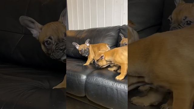 Щенки французского бульдога 3 месяца смотреть онлайн