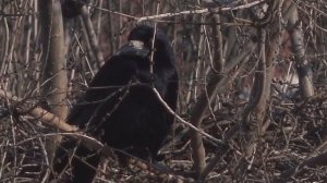 Жизнь ворон