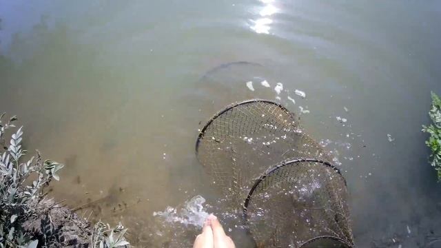 ОТЛИЧНЫЙ КЛЕВ НА СПИННИНГ! Первый САЗАН на большой яме! смотреть онлайн