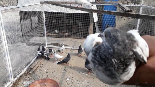 Sialkoti Or Golden Kabooter K Cross Main Bachay || By Pigeon Wings