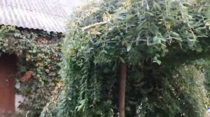 Обрезка штамбовой ивы