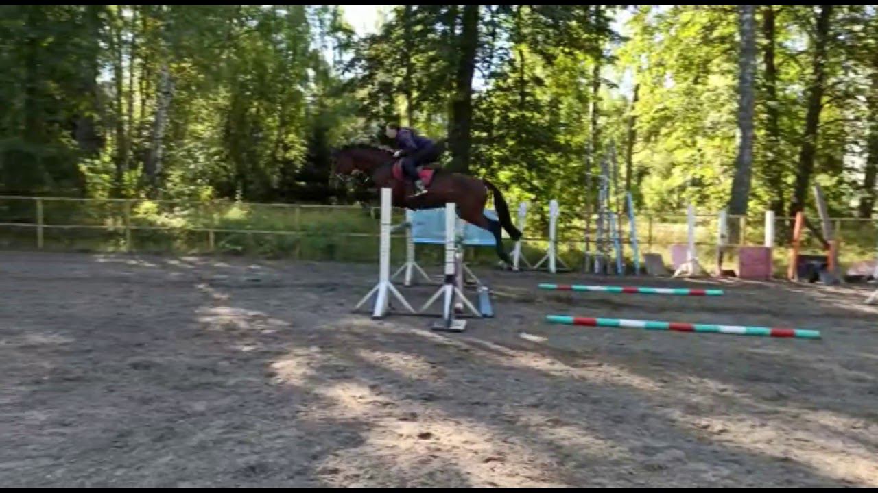 Тракененский жеребец 2015 г.р.