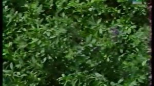 200 кг мёда с улья- не предел