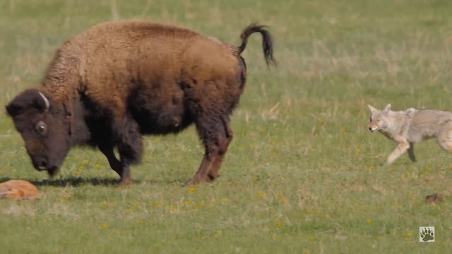 Yellowstone COYOTE VS BISON смотреть онлайн