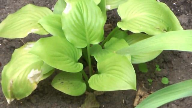 Моя цветущая клумба весна лето осень ? дневник ботаника ? смотреть онлайн