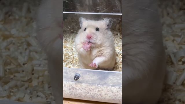 Я в домике смотреть онлайн