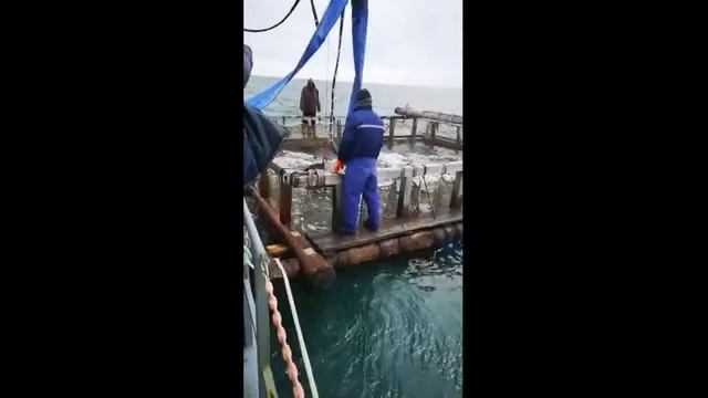 РЫБНАСОС РН300 смотреть онлайн