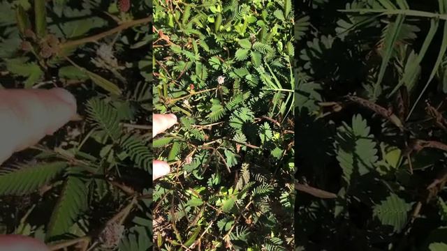 Мимоза стыдливая Куба смотреть онлайн