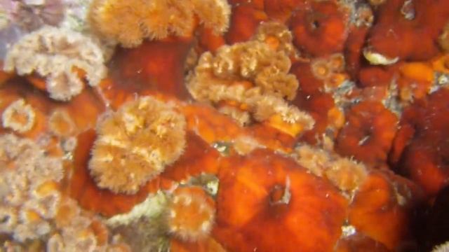 подводный мир,бухта спокойная(Находка,Тазгоу) смотреть онлайн