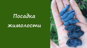 Посадка жимолости
