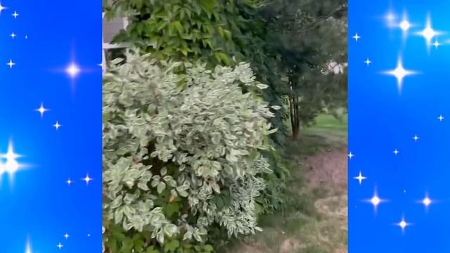 Яна Рудковская провела экскурсию по роскошному приусадебному участку смотреть онлайн