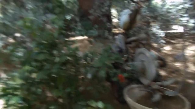 Эйлат. Эйлатский ботанический сад. Нижняя площадка -- Израиль смотреть онлайн