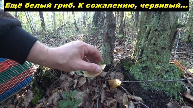 За грибами август 2021. Белые грибы и подберёзовики. Грибные места. смотреть онлайн