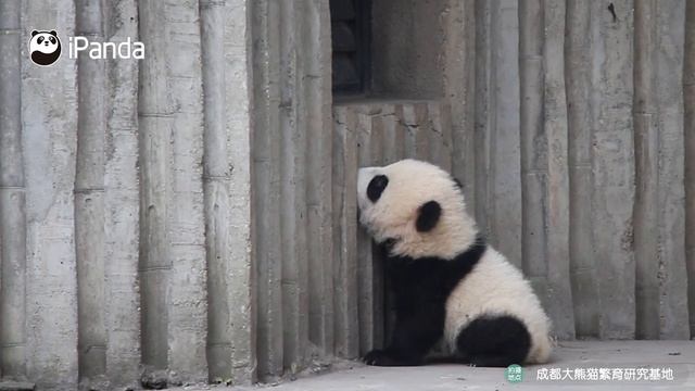 Что бы ни делали пандята, ими нельзя не умиляться|CCTV Русский смотреть онлайн