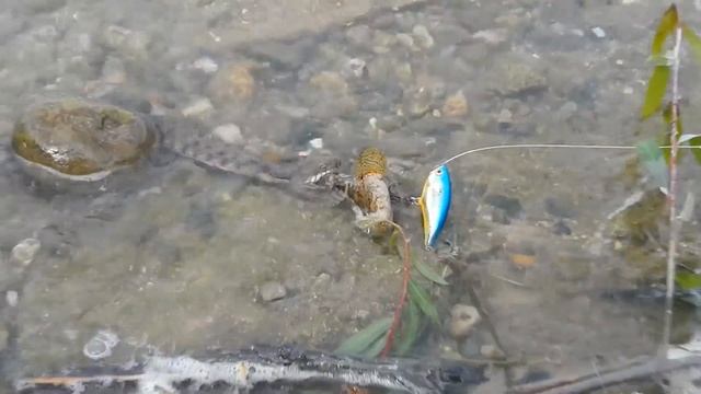 Прикольный случай на рыбалке ) Не поделил улов со змеей смотреть онлайн