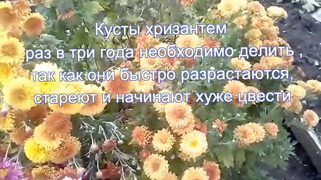 Хризантемы