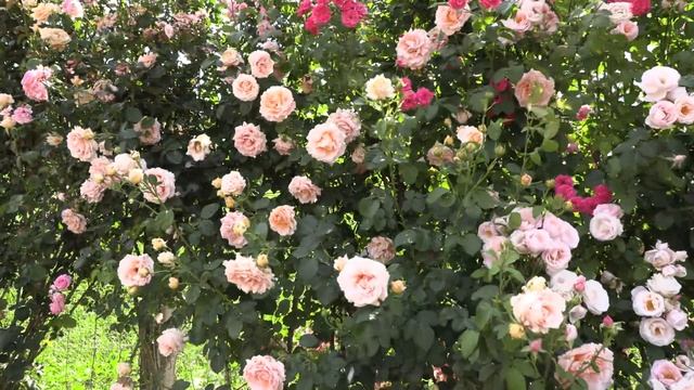 плетистая роза полька, питомник роз полины козловой, rozarium.biz ,braided rose polka смотреть онлайн