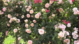 плетистая роза полька, питомник роз полины козловой, rozarium.biz ,braided rose polka