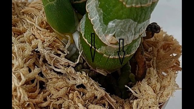 Морковки проснулись! Когда же начинать полив? И как не ошибиться... Катасетум или орхидея морковка смотреть онлайн