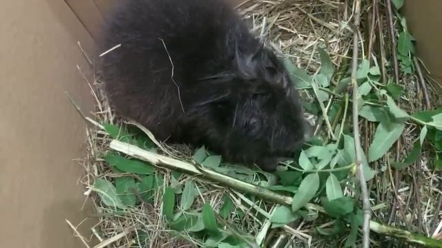 Бобрёнок с бобромамой смотреть онлайн