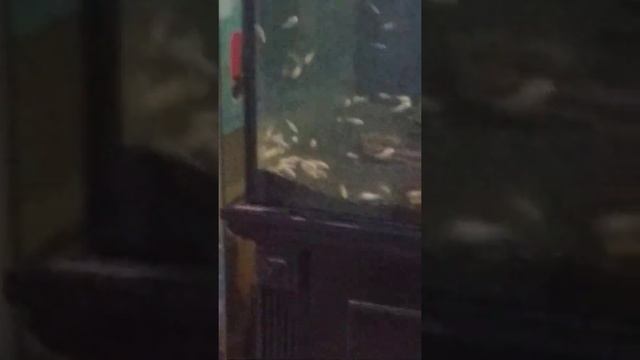 Fish Fiesta +Feeding Frenzy = *CHAOS*