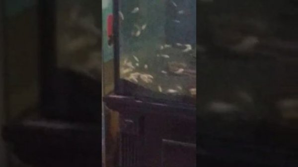 Fish Fiesta +Feeding Frenzy = *CHAOS*