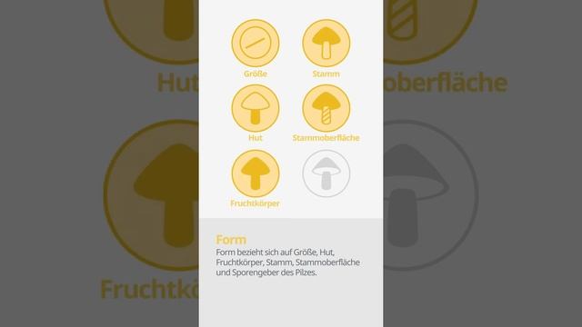 Gifthäubling (Galerina marginata) | Form | Praktisches Kurzprofil | Shroomers смотреть онлайн