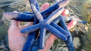 ТОП 10 морских ЗВЁЗД \ виды морских звёзд