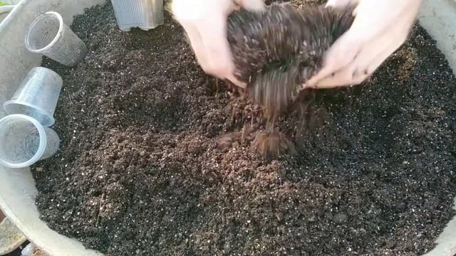 Глоксиния пересадка деток Выращивание Глоксинии из семян в домашних условиях