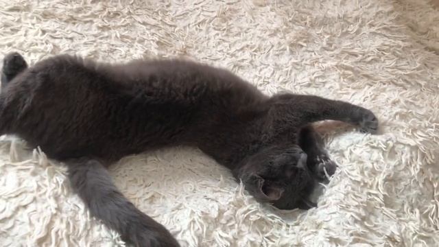 Кошка Мура спит и видит розовые сны+++ смотреть онлайн