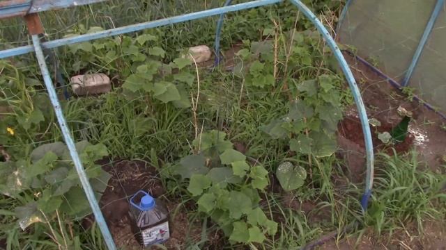 Не Подвязывайте свои Огурцы ,а посмотрите это видео. смотреть онлайн
