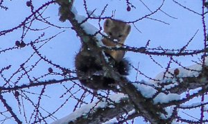 Соболь попал в рюкзак. Глухари и лоси не захотели.
