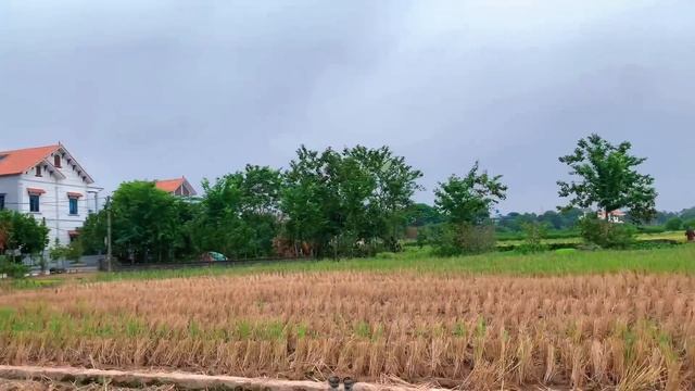 Cắt Đứt Dây Diều Tam Giác ma Ám - Được Em Gái xinh Cho Diều Thái Lan Cực Chất / Thuận Con vlogs смотреть онлайн