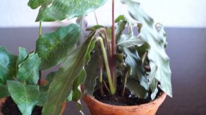 Удобрение из алоэ. Органический стимулятор роста