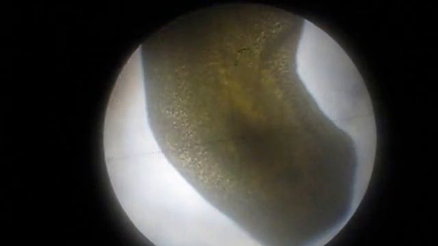 Планария смотреть онлайн