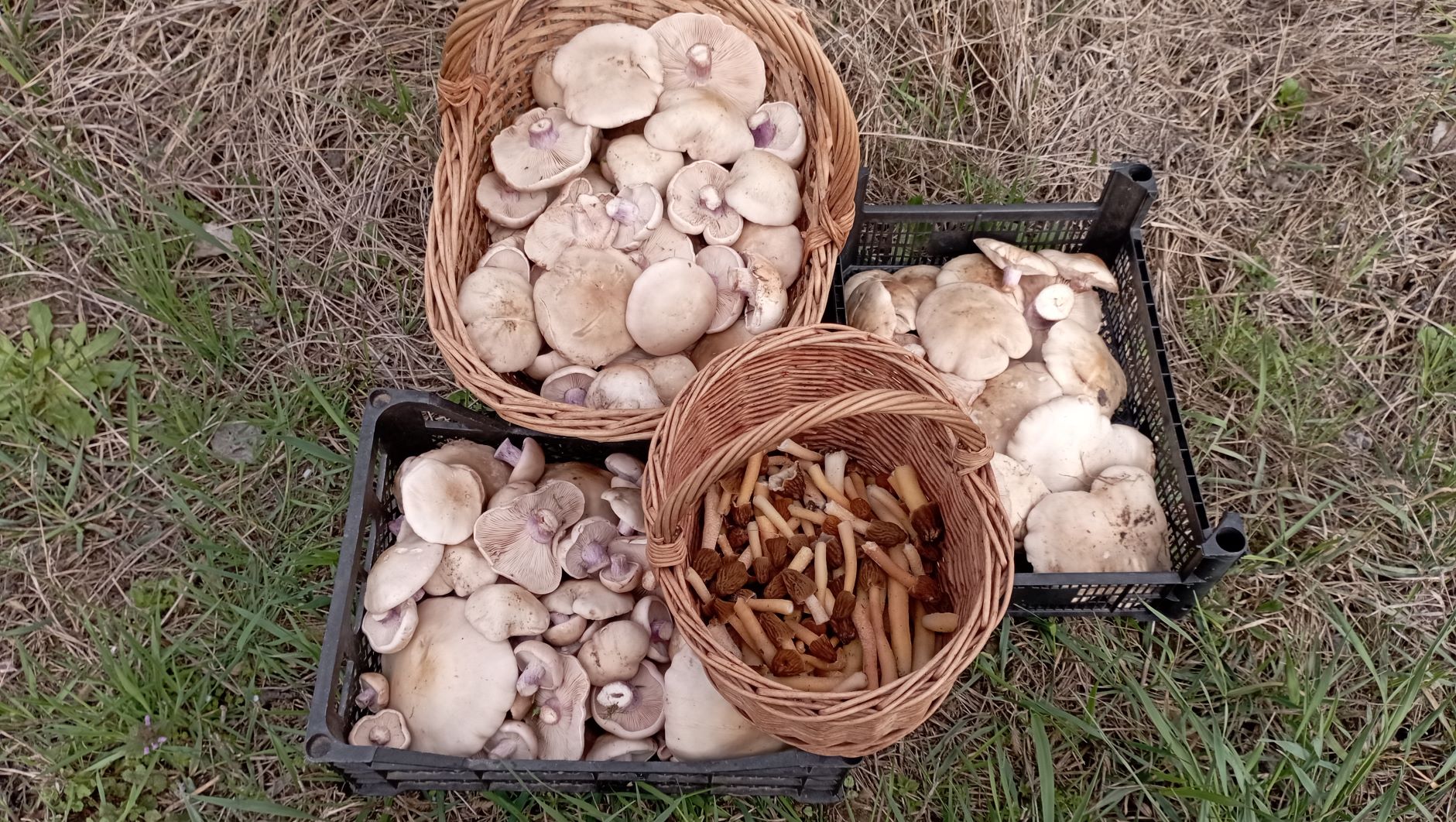 ДЕНЬ УДАЛСЯ!!! По грибы 26 марта 2023 года. Сморчковая шапочка и синеножка! смотреть онлайн