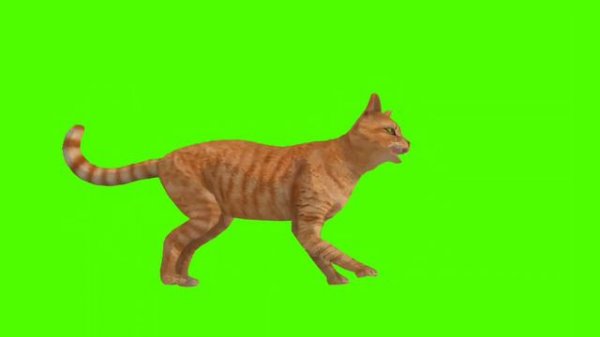 cat green screen video | animated cat green screen | Cartoon green screen video #greenscreen