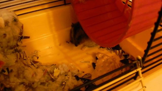 Жизнь джунгарского хомяка смотреть онлайн