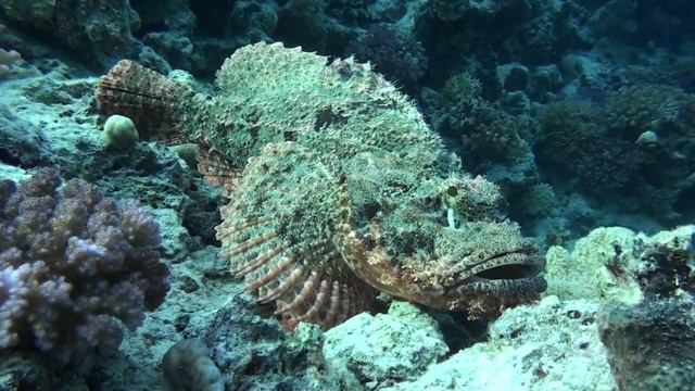 Stonefish at El Fanadir dive site, Hurghada смотреть онлайн