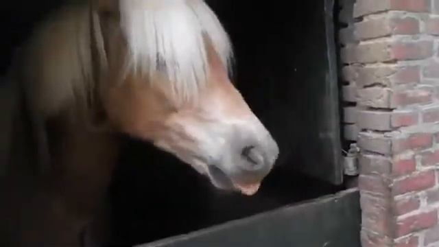 Лошадь издает странные звуки смотреть онлайн