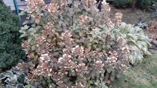 Как изменились гортензии после заморозка/04.10.2018/Обзор сада смотреть онлайн