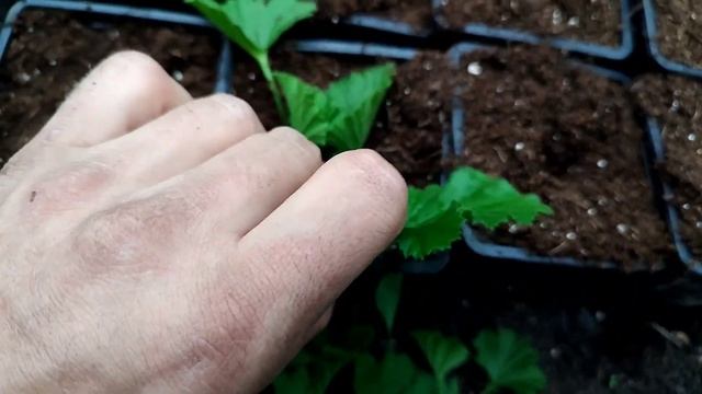 Размножение королевской пеларгонии черенками смотреть онлайн