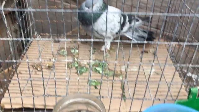 Сальмонеллез голубей,тестируем трифлон.