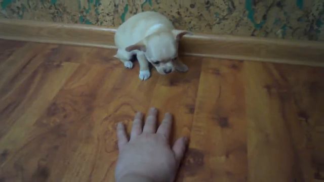 Мини чих смотреть онлайн