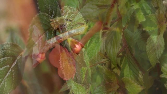 Ахименес - комнатный и садовый цветок смотреть онлайн