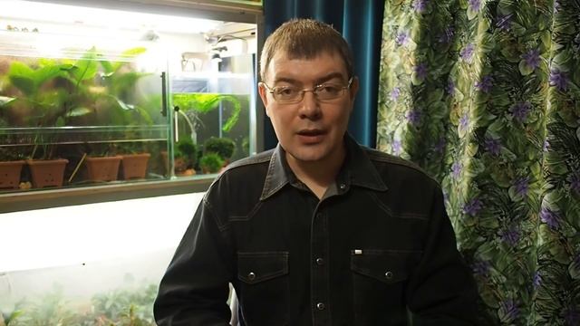 Барбус суматранский (Puntigrus tetrazona) - Аквариумные тропические рыбы № 12 смотреть онлайн