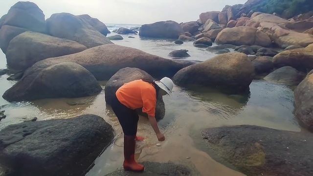 Many octopuses emerge after low tide and they gather in puddles смотреть онлайн