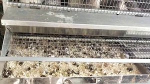 Удобные клетки для перепелов!!!