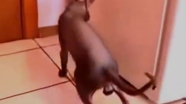 Говорящий кот. Сфинкс. Как дела? - нормально смотреть онлайн