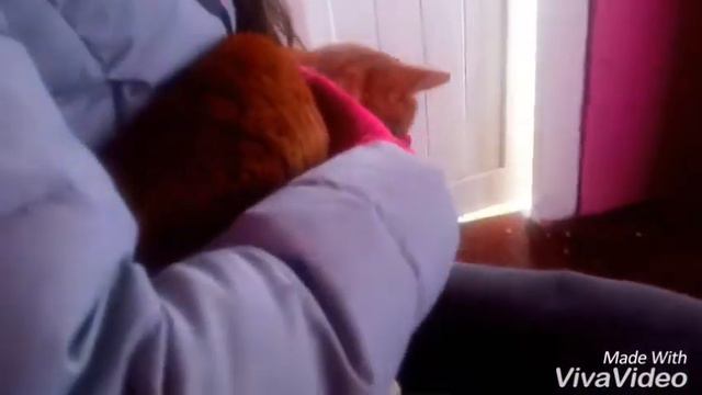 Весёлый день с котиком! 🐈😍😘 смотреть онлайн